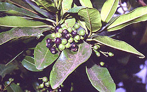 Allspice Berry #2