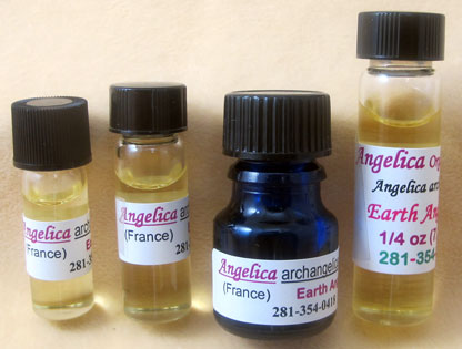 Angelica archangelica Organic #2
