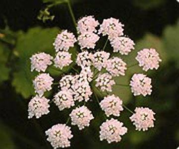 Anise Seed