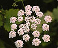 Anise Seed