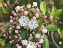 Bay Laurel