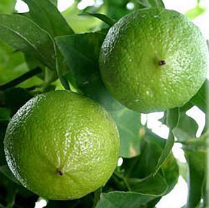 Bergamot Peel Organic #2