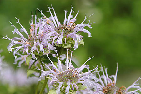 Bergamot Peel Organic