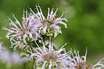 Bergamot Peel Organic