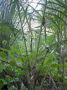 Calamus Root