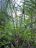Calamus Root