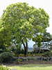 Camphor