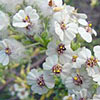 Chamomile S. African (Cape Chamomile)