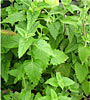Catnip Nepeta cataria