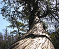 Cedarwood Atlantica