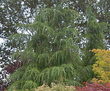 Cedarwood Himalayan