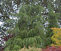Cedarwood Himalayan