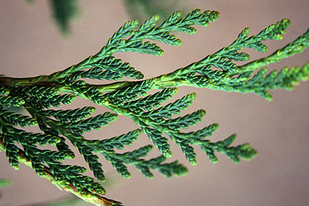 Thuja occidentalis aka Cedarleaf aka Arborvitae #2