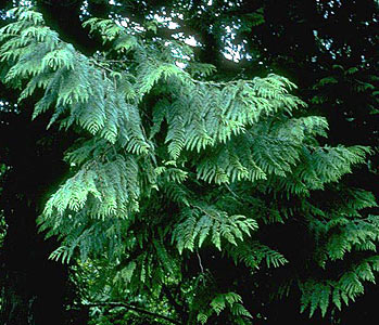 Thuja occidentalis aka Cedarleaf aka Arborvitae