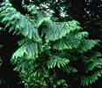 Thuja occidentalis aka Cedarleaf aka Arborvitae