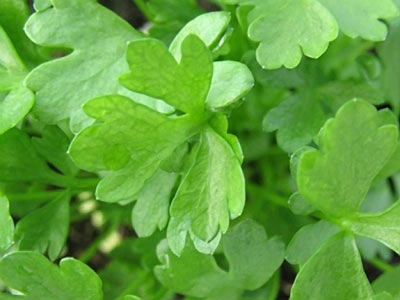 Celery Seed #2