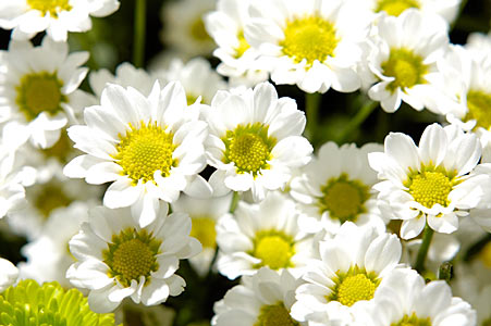 Chamomile Roman #2