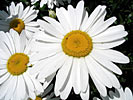 Chamomile Roman