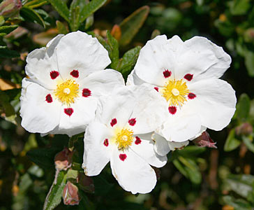 Cistus (aka Labdanum or Rock Rose) #2