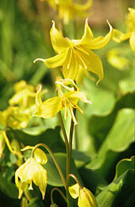 Citronella