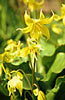 Citronella