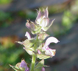 Clary Sage