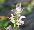 Clary Sage