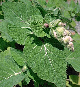 Clary Sage #2