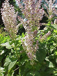 Clary Sage #3