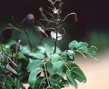 Copaiba Balsam