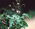 Copaiba Balsam