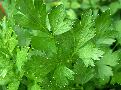 Coriander Select