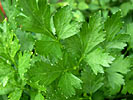 Coriander Select