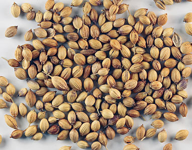 Coriander Select #3