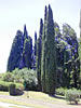 Cypress