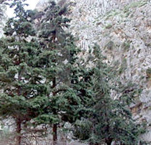 Cypress #3
