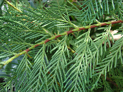 Cypress #2