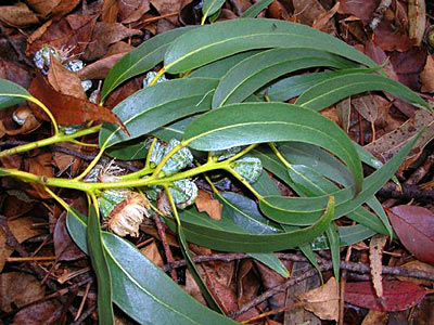 Eucalyptus globulus #2