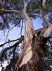 Peppermint Eucalyptus E dives