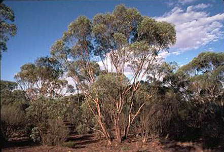Eucalyptus polybractea Organic