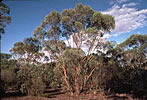 Eucalyptus polybractea Organic