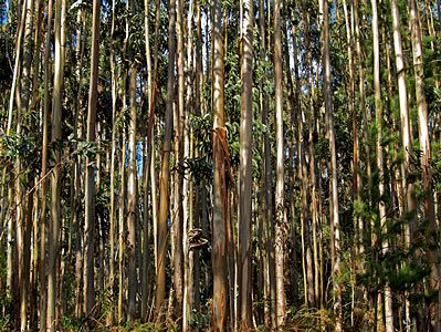 Eucalyptus radiata Organic
