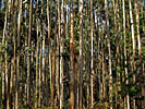 Eucalyptus radiata Organic