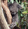 Eucalyptus globulus