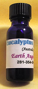 Eucalyptus globulus #3