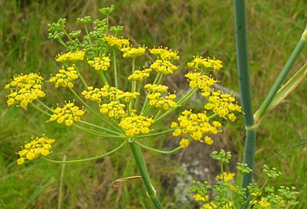 Fennel Bitter