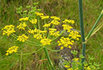 Fennel Bitter
