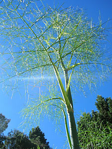 Fennel Bitter #3