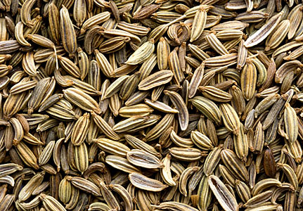 Fennel Bitter #2