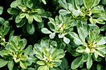 Fenugreek Select SCO2